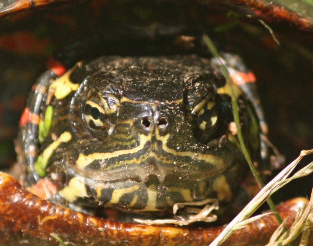 The eyes of a painted turtle