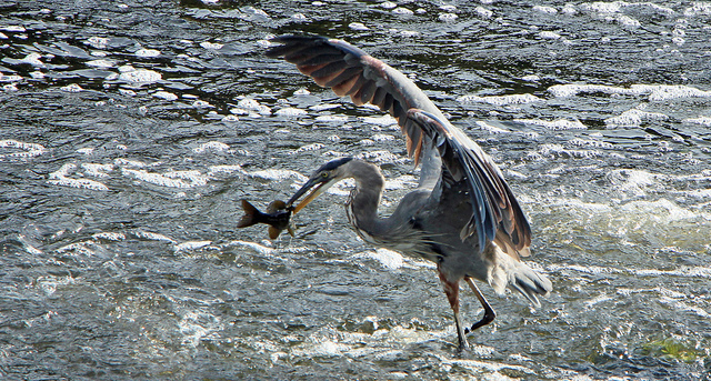 Blue Heron Catching a fish 2